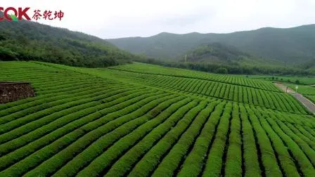 Зеленый чай Chunmee высокого качества разных сортов